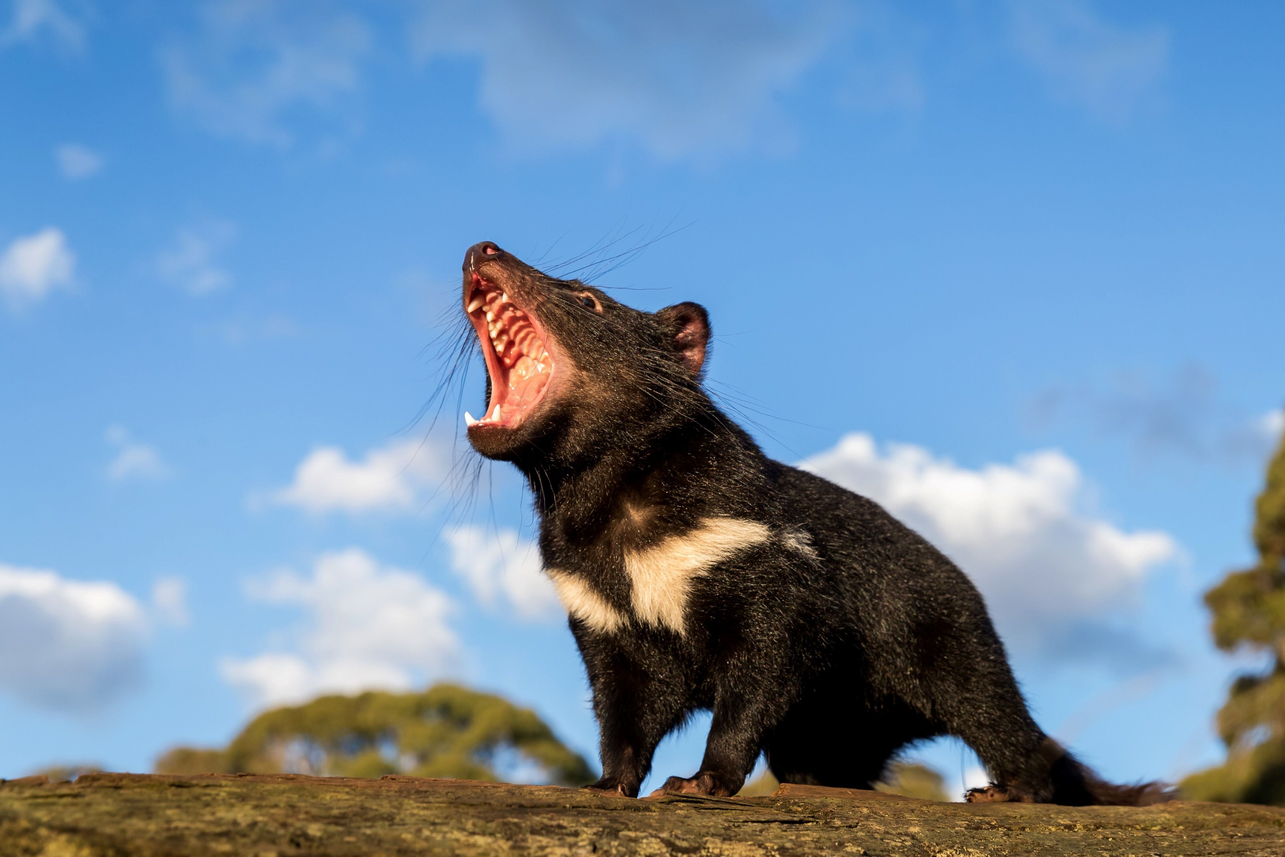 Demonio de Tasmania exterminan pingüinos en una isla