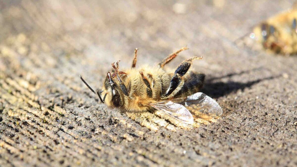 Qué significa encontrar una abeja muerta en tu casa