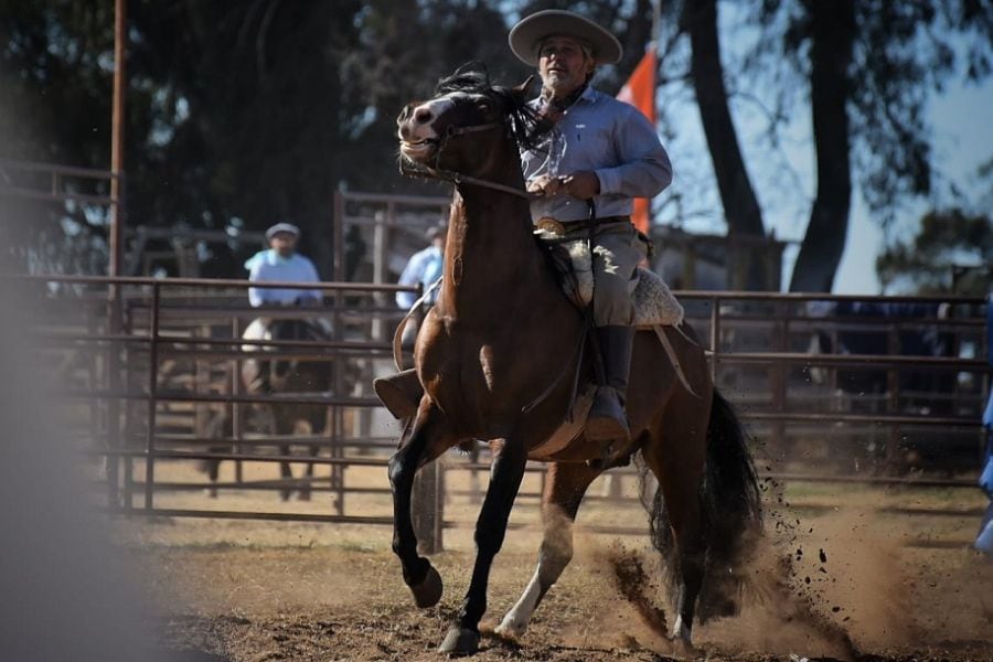 Leandro Vergara, adiestrador, entrenador, jinete, competidor y dueño de la cabaña El Rincón de Los Pimientos, habló del caballo.