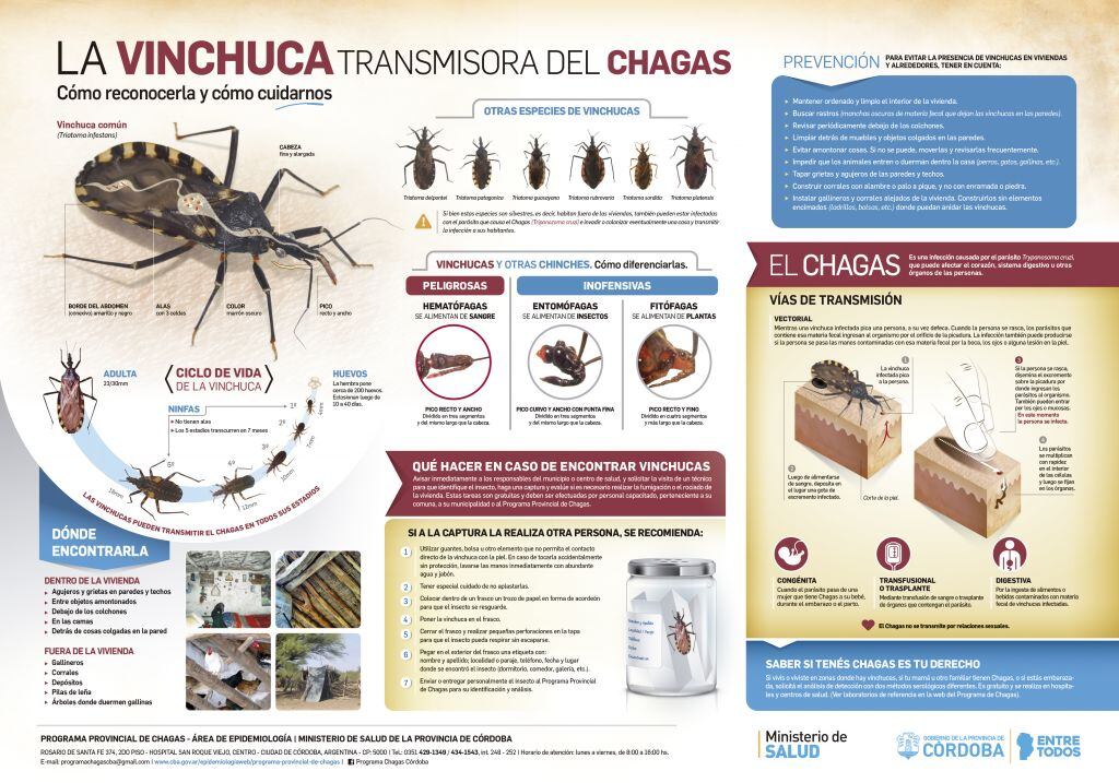 La vinchuca es el transmisor de esta enfermedad que no está erradicada.