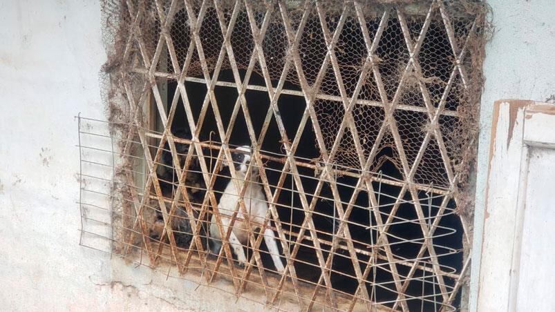 Los vecinos aseguran que la señora tenía gran cantidad de animales en su hogar.