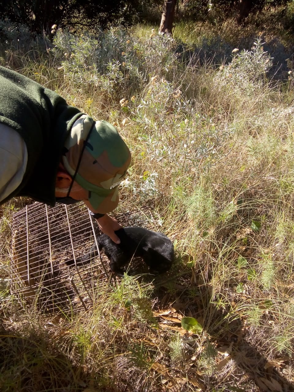 Liberan Gato Montes y Zarigüeya en la reserva de Claromecó.