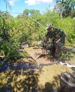 Bernardo de Irigoyen: descubren una plantación de marihuana en Paraje Gramado