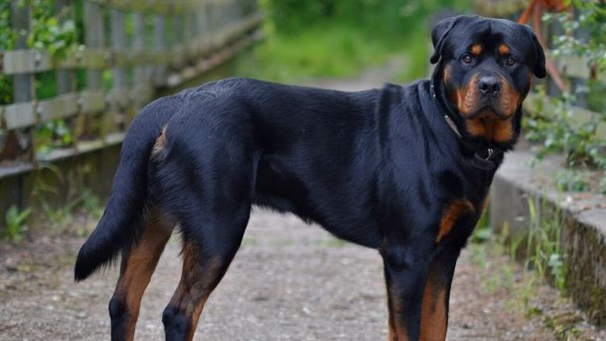 Preocupación: en una semana, 4 personas fueron atacadas por perros en Córdoba