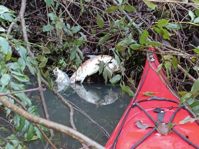 Autoridades investigan la muerte de decenas de peces en la Represa Urugua-í de Puerto Libertad.