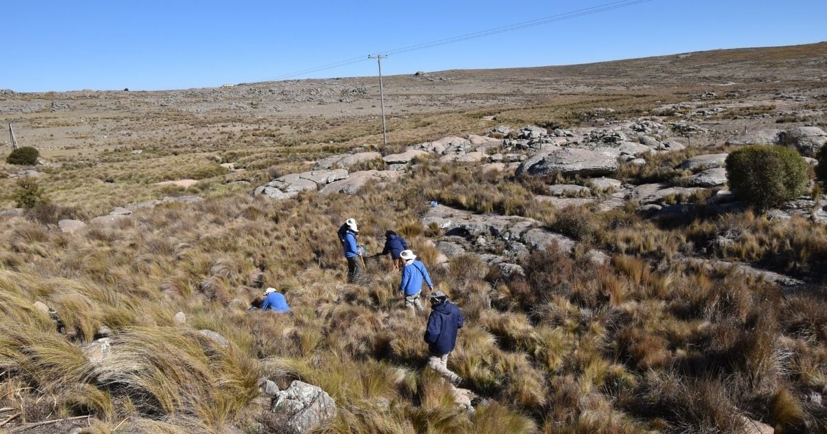 Tres organizaciones plantaron más de 50 mil ejemplares de tabaquillos.