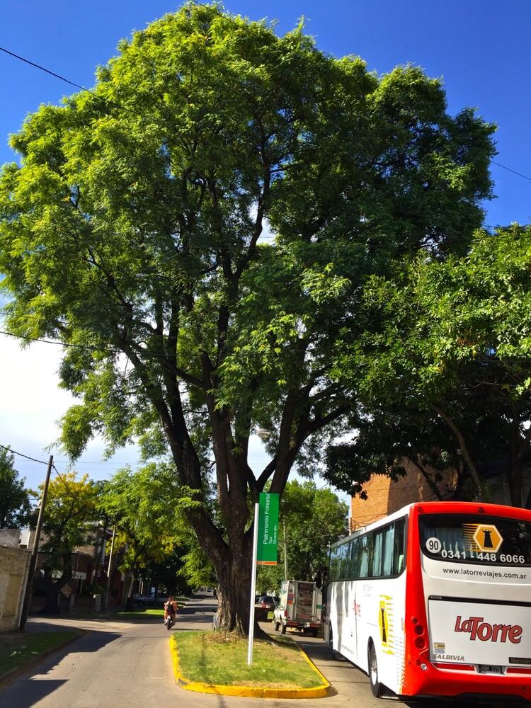 El árbol en el medio de la calle