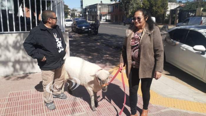 Una pareja fue a votar con su oveja.