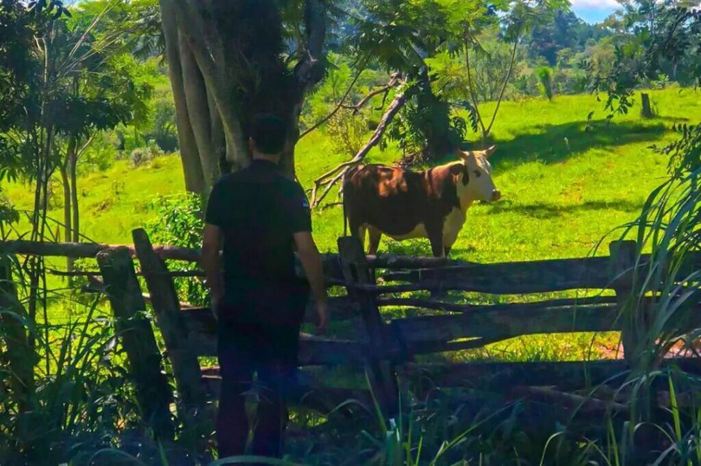 Gobernador López: recuperaron una cabeza de ganado vacuno robado.