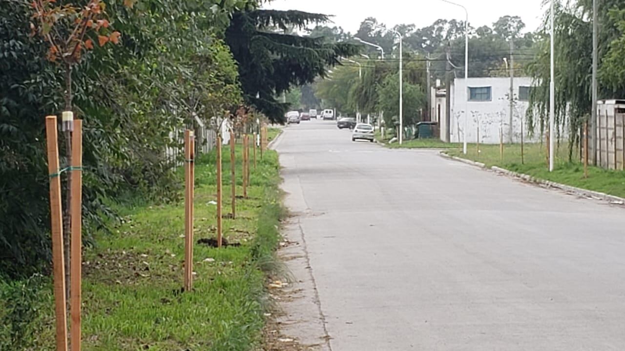 Así es el plan en Tandil que busca instalar árboles en el marco de los festejos por los 100 años.