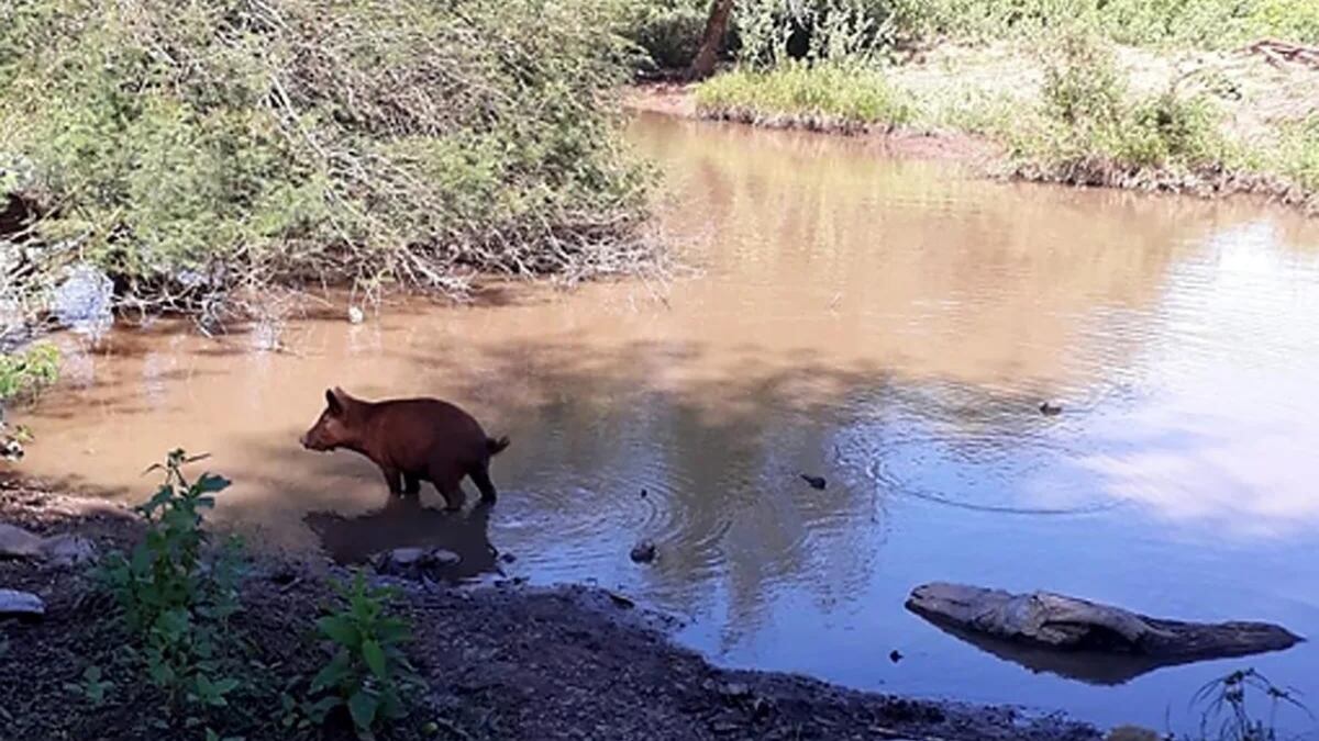Murió una nena wichi de 2 años en Chaco y creen que fue por consumir agua contaminada
