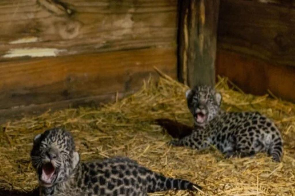 Aramí y Mbareté son hembras. Nacieron en junio de 2018 en el marco de un programa de inserción y conservación de especies en peligro el Iberá.