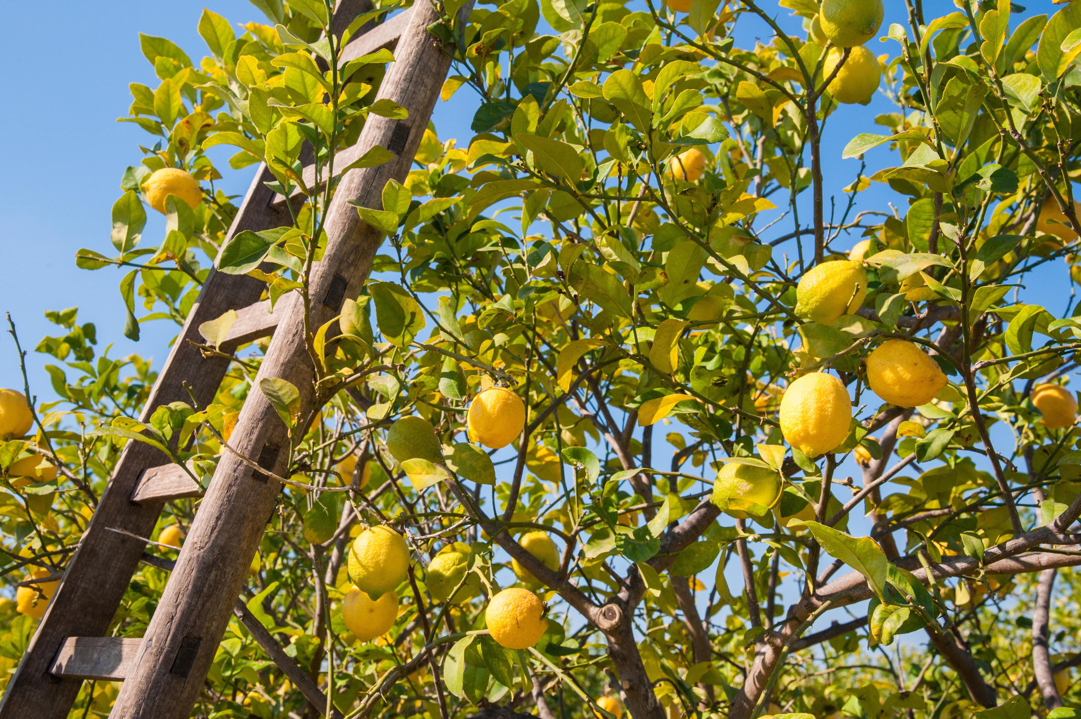 Si nuestro limonero no crece adecuadamente, verifiquemos el lugar donde está plantado y si llegan hasta él el sol y el viento, indispensables para su sanidad. 