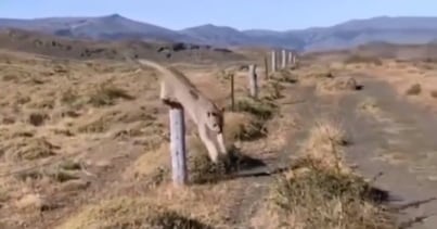 Turista se encontró frente a dos pumas en Aluminé, Neuquén.