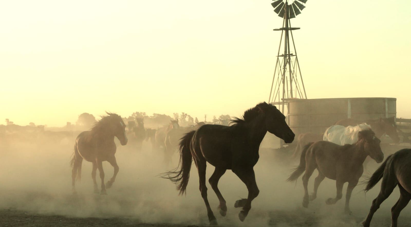 Los caballos son rehabilitados en un predio hasta su posible adopción.