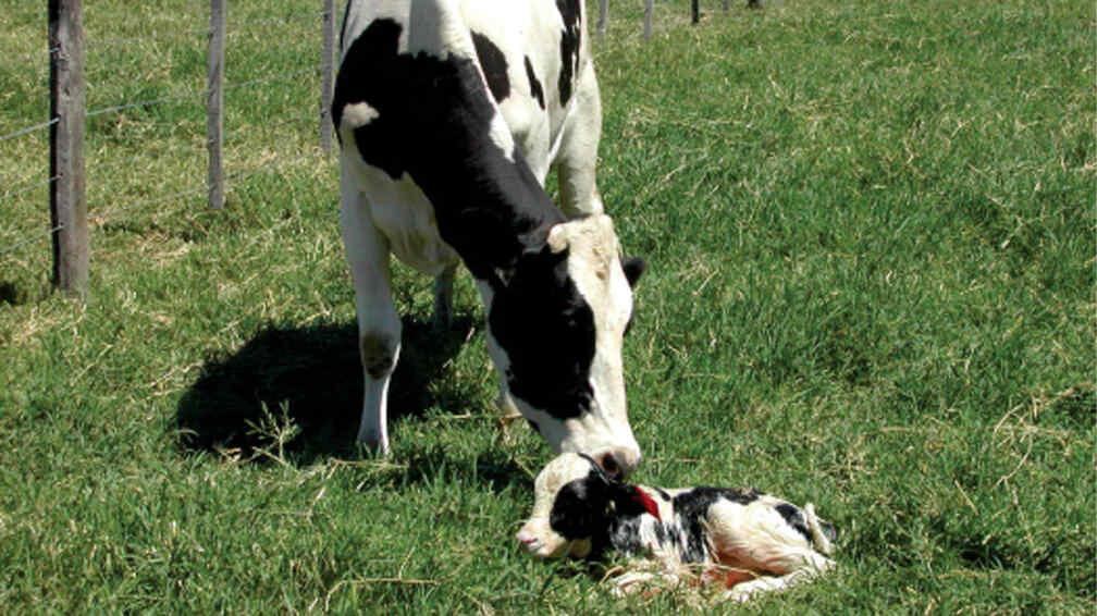 VACAS. Es lo primero que se le ocurre a la gente al hablar de campo, según la encuesta realizada en la UBA.