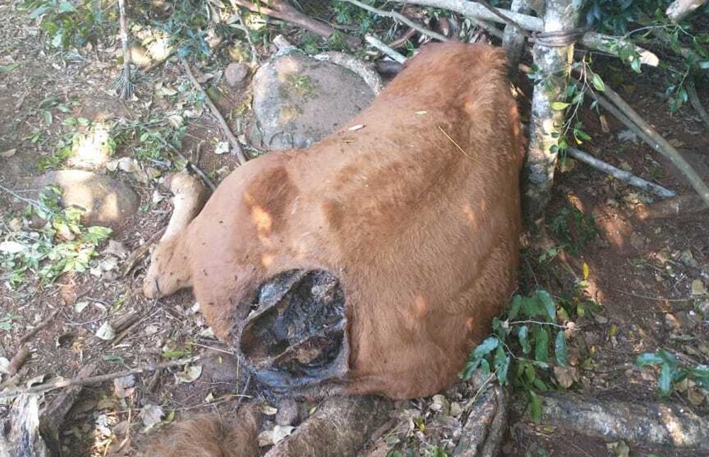 Presunto ataque de felino a una chacra de Dos de Mayo.