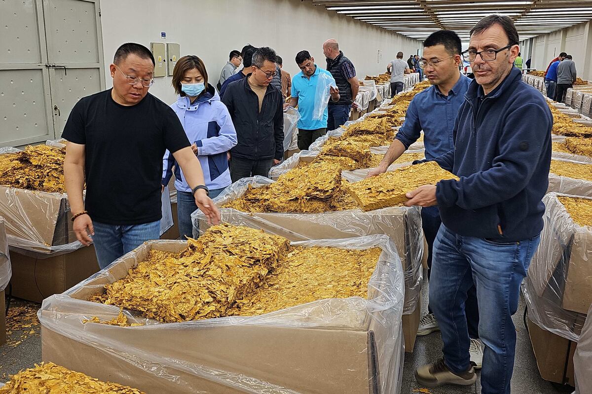 Mercados exigentes: tabacos producidos en Jujuy reciben “muy buenas calificaciones” en China