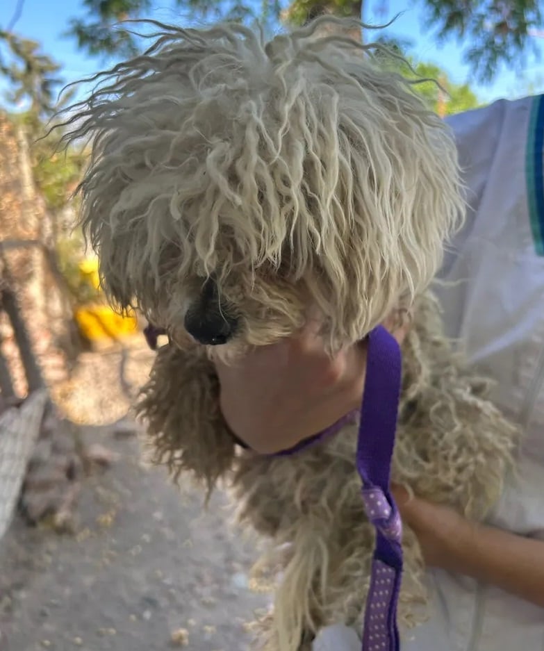 La sanjuanina Belén encontró a su perrita Cali, tras un año de estar perdida.