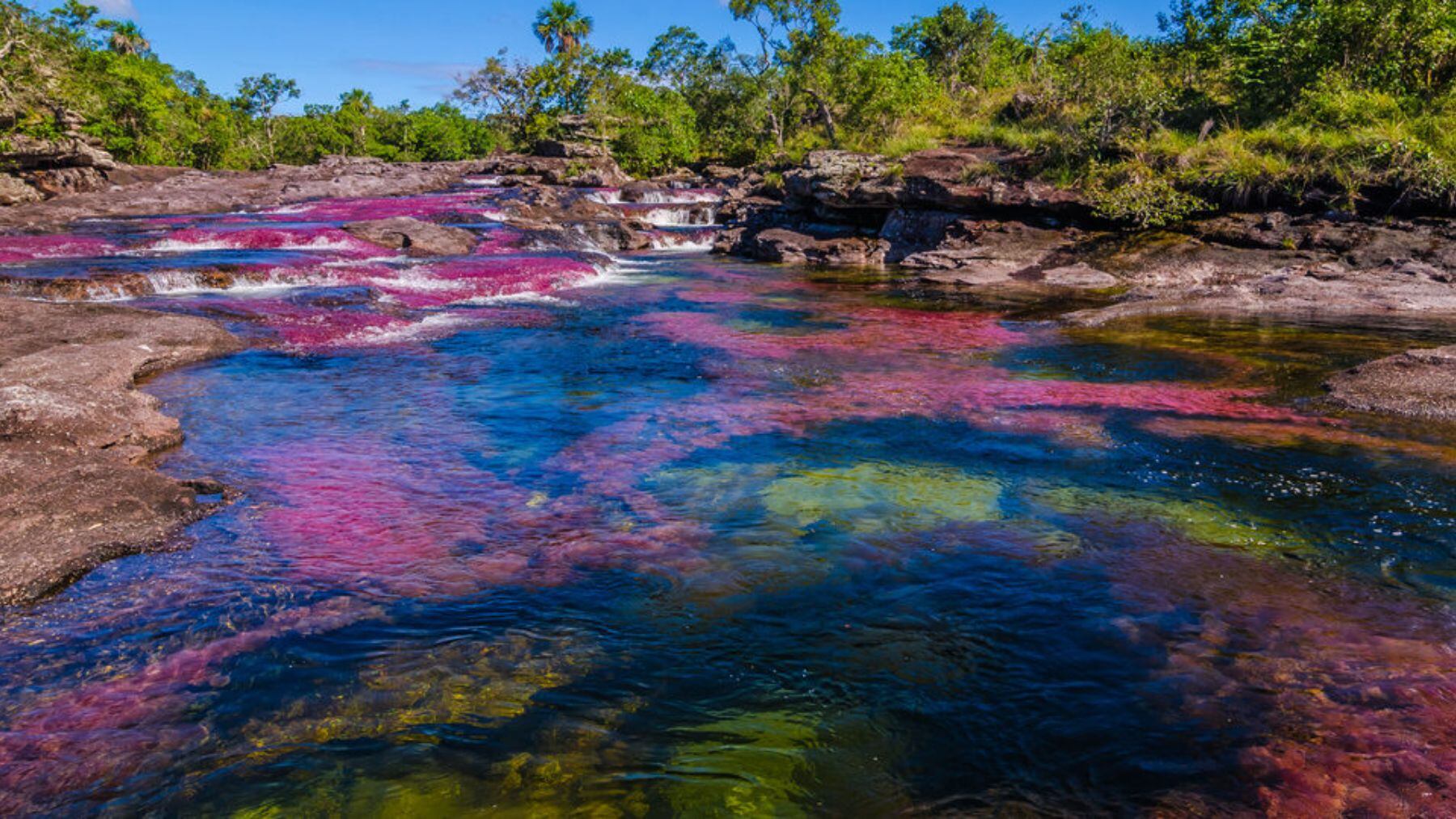 El Caño Cristales es un río en la Sierra de la Macarena, en Colombia