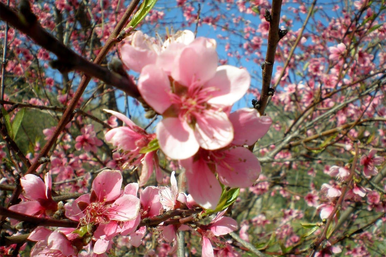 Flores para plantar.