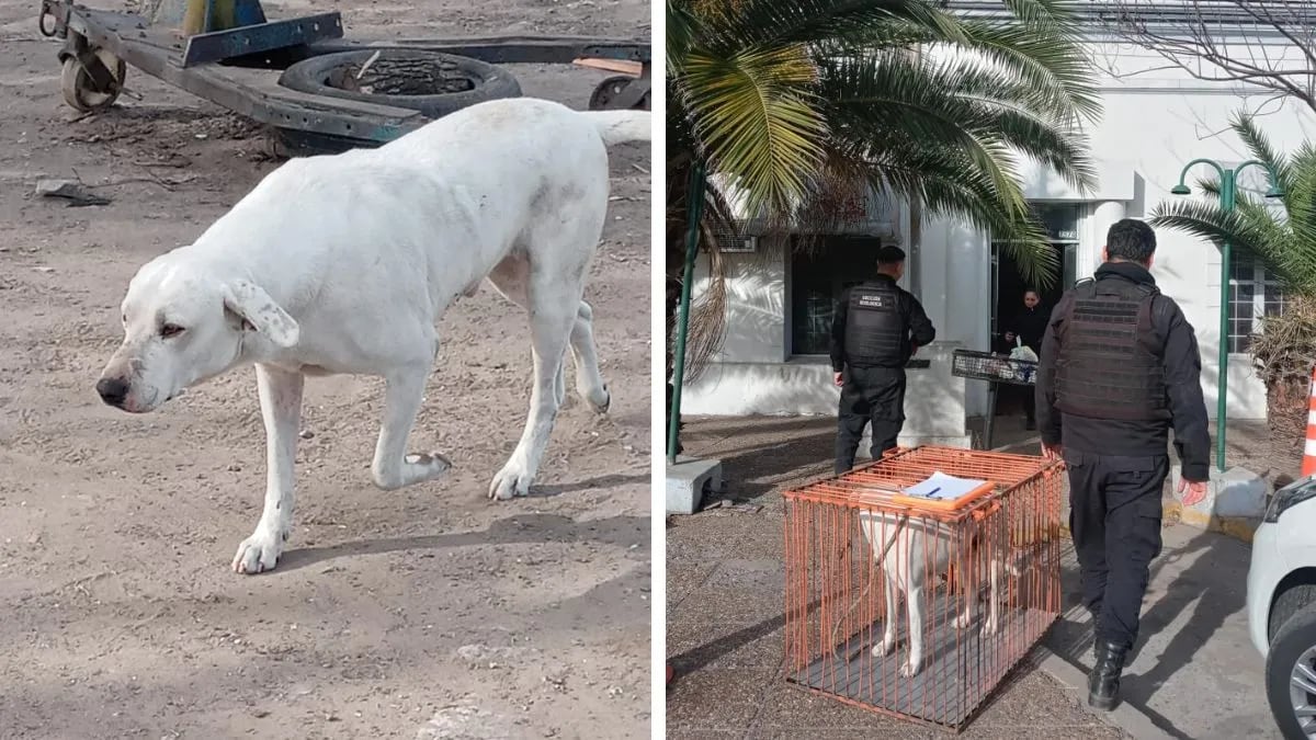 El can quedó a resguardo de la justicia