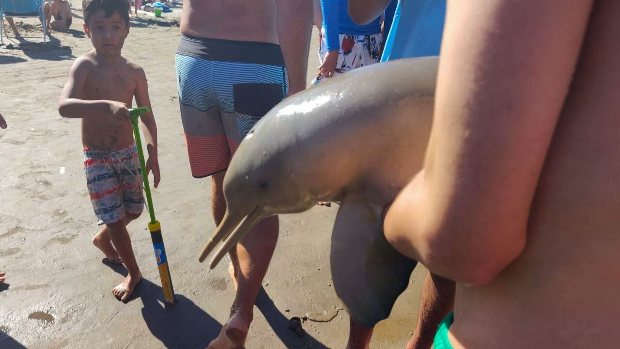 Indignación en Mar del Tuyú tras la muerte de un delfín.