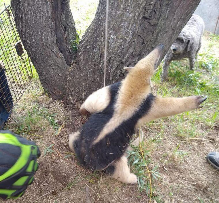 El animal se encontraba retenido en un campo de Bell Ville.