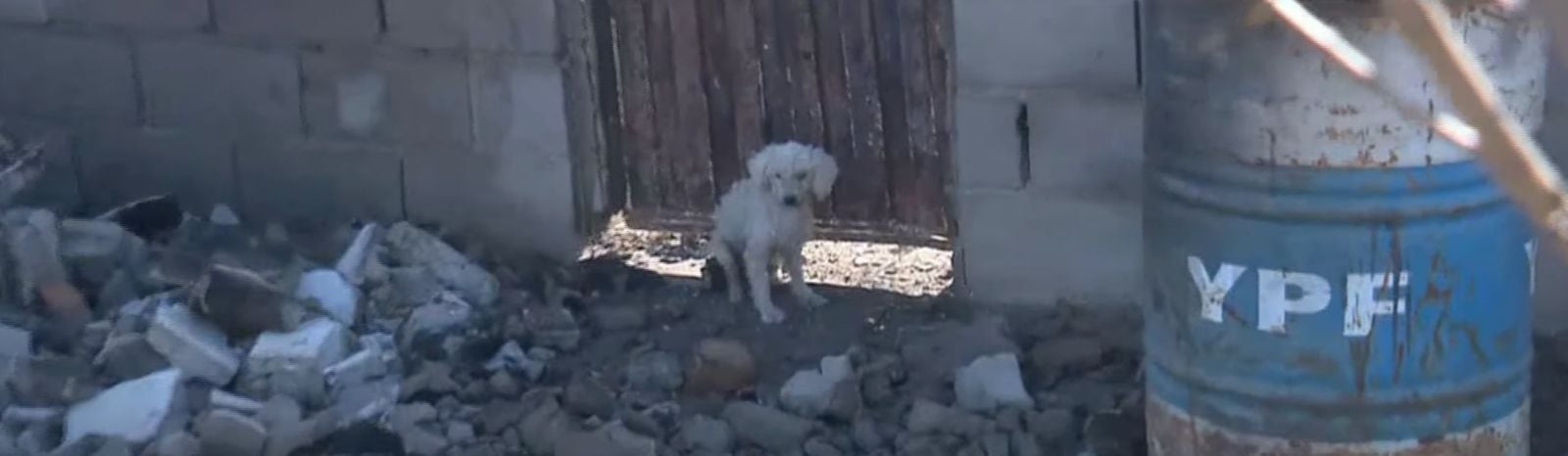 El animal que espera a su familia en Villa María.