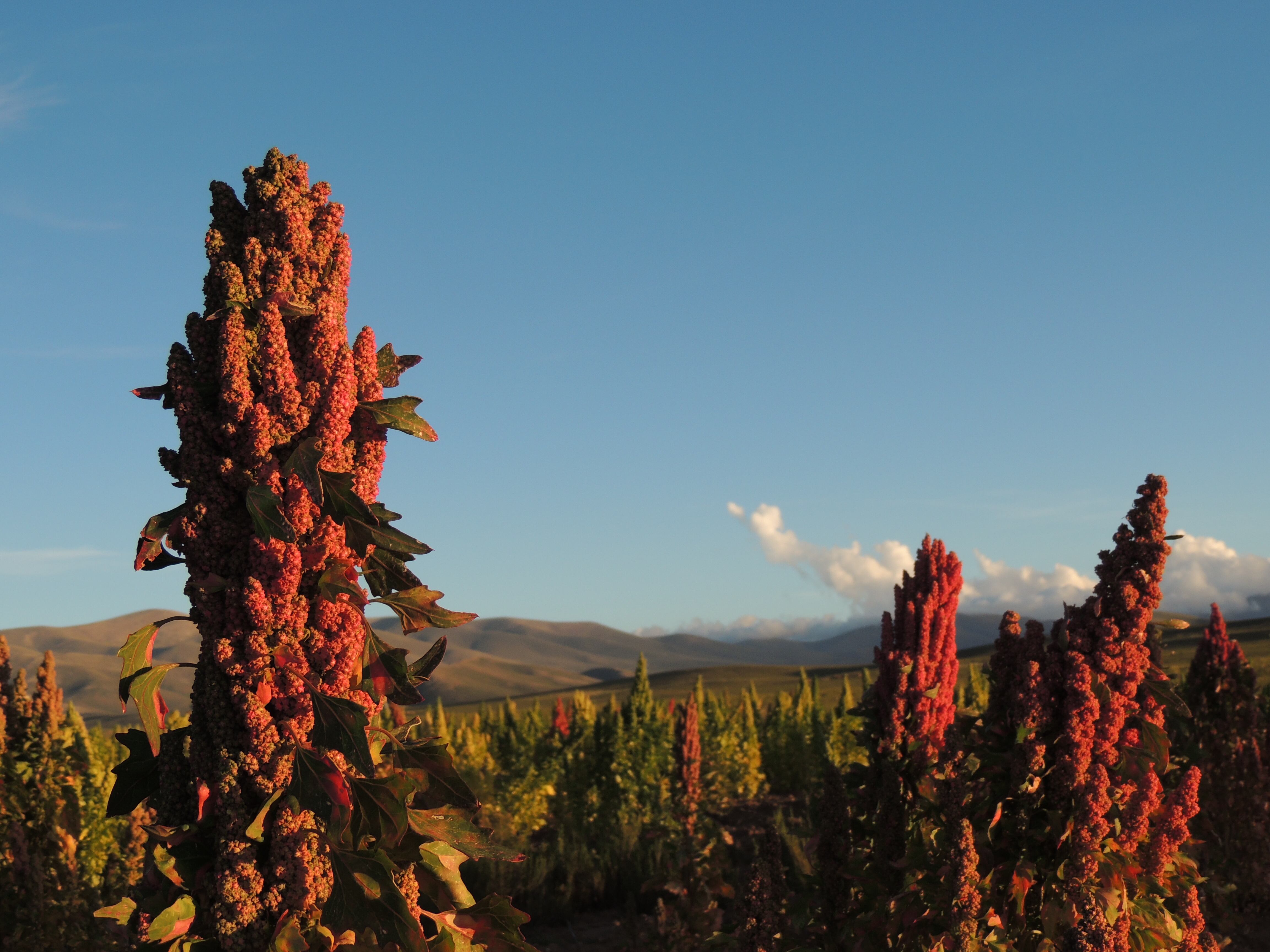 La Secretaría de Agricultura Familiar, Campesina e Indígena de la Nación otorgó un Aporte No Reintegrable (ANR) por $ 8.644.250 para promover y fortalecer la producción de quinoa y haba en la región de la Puna jujeña.