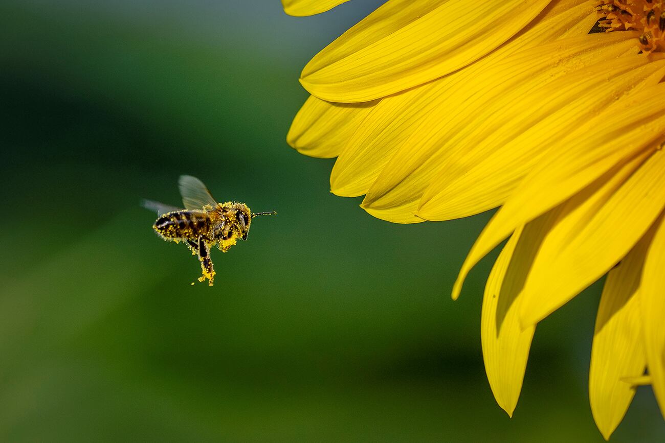 Una abeja picó a la mujer, quien se descompensó y murió. (AP)