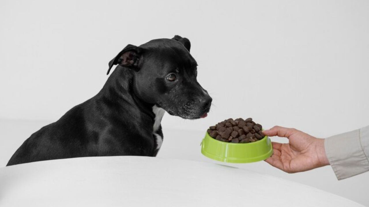 Cómo cambiar la dieta de una mascota sin afectar su salud