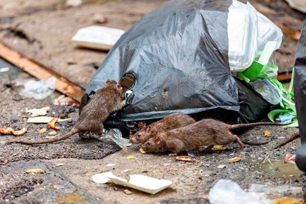 Hantavirus: refuerzan la prevención y el control sanitario ante un escenario de alerta