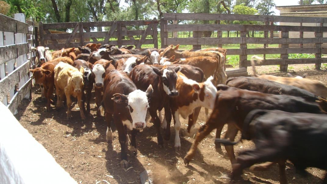 Terneros en corral