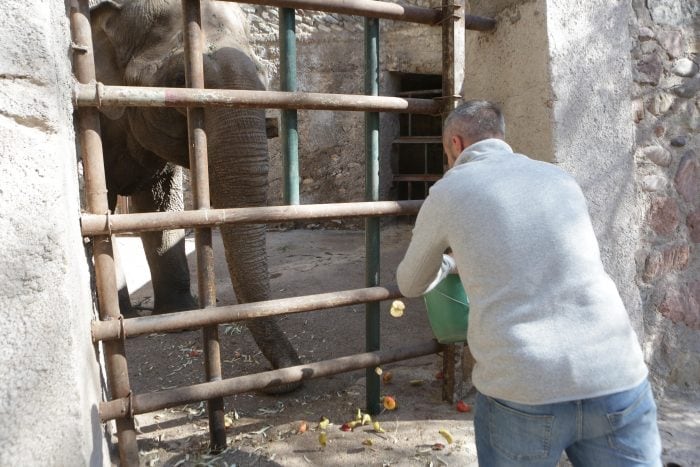 Tamy, el último elefante en Argentina que espera ser trasladado de Mendoza al Santuario de Brasil.