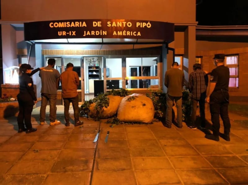 Frustran robo de hoja verde en Santo Pipó.