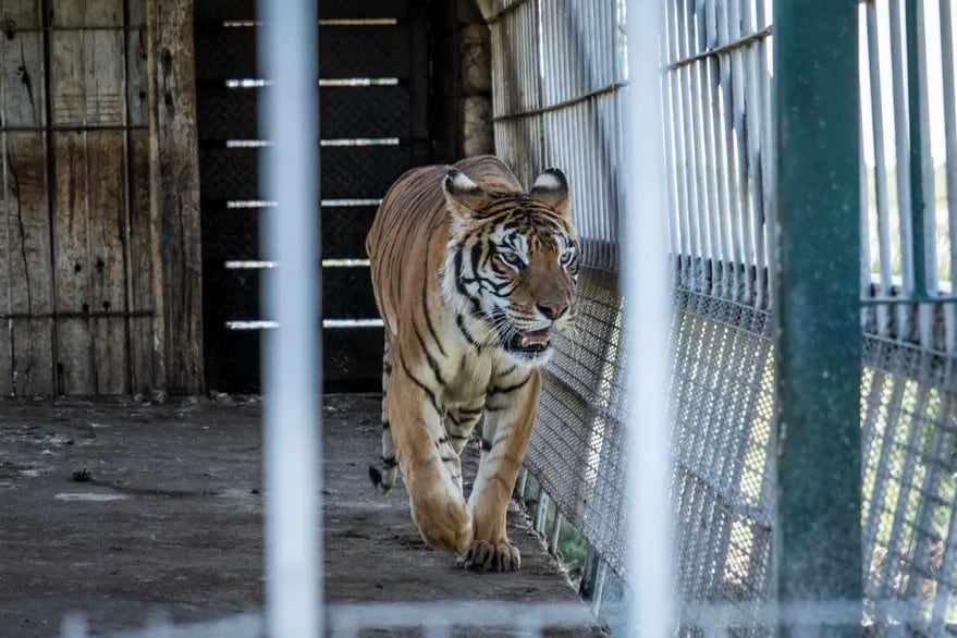 Los 4 tigres abandonados en San Luis serán rescatados