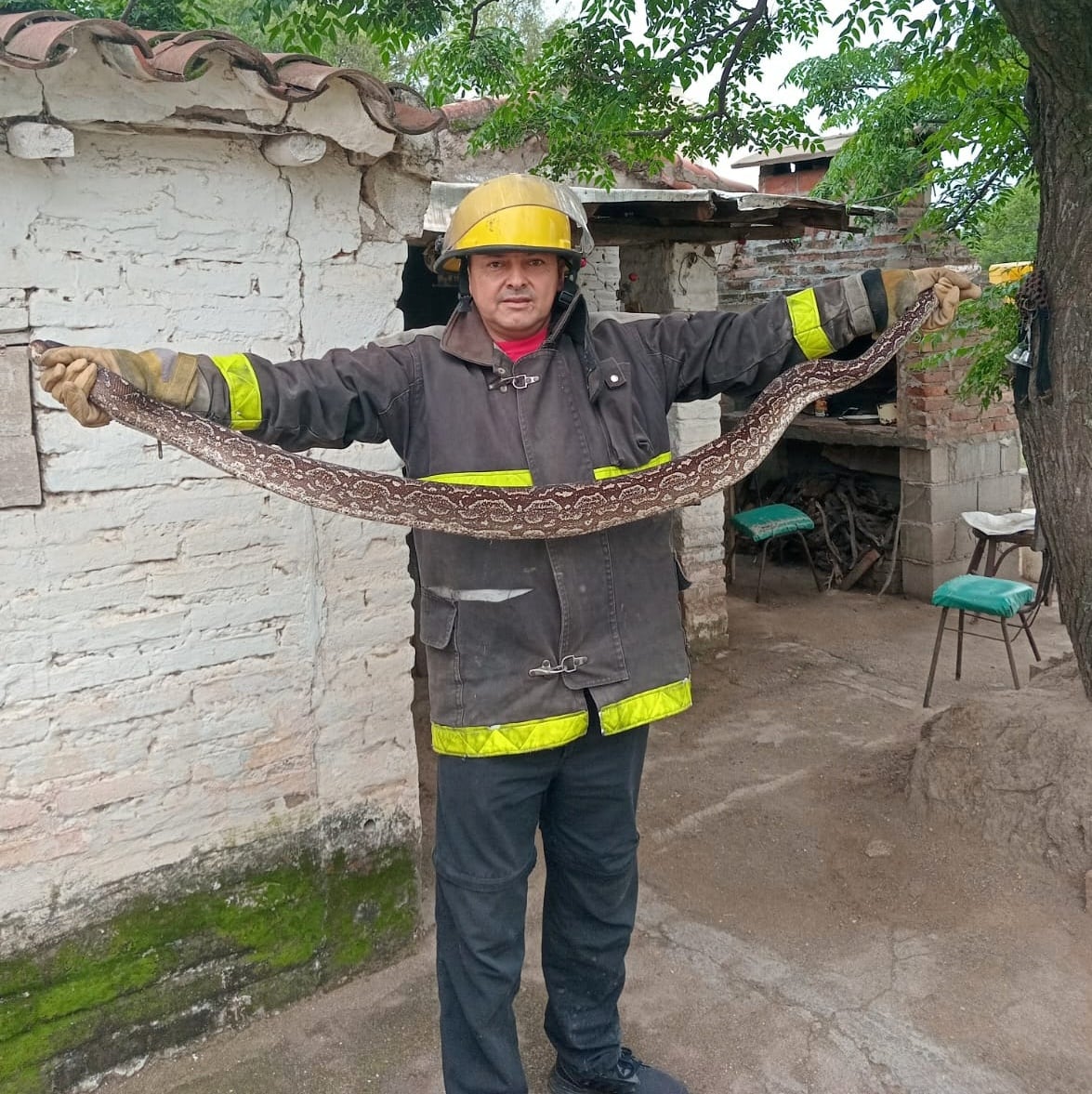 El ofidio medía dos metros de largo y pesaba cinco kilos.