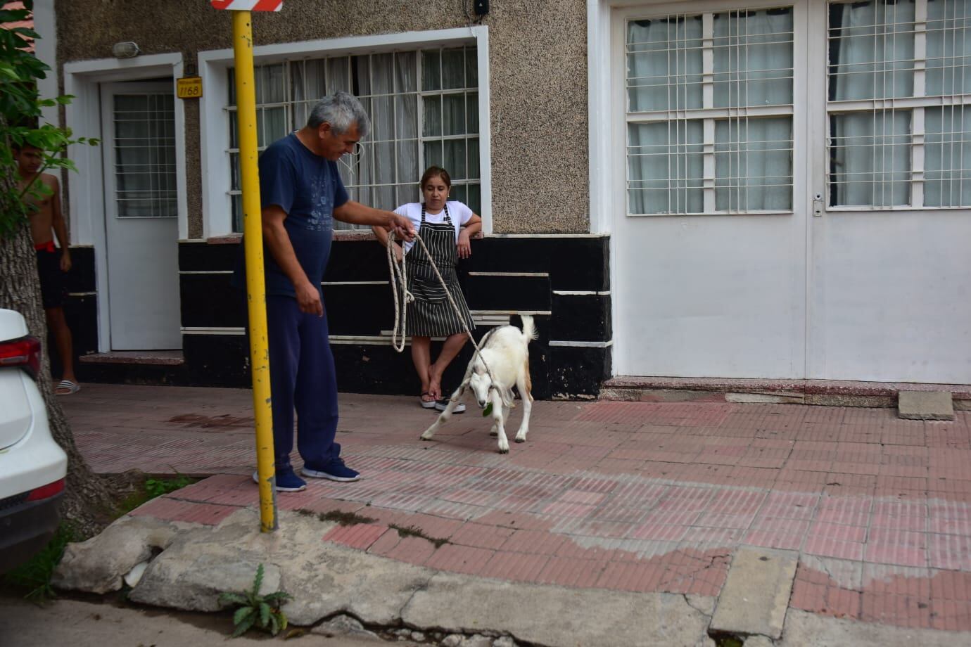 Operativo de búsqueda para dar con sus dueños.