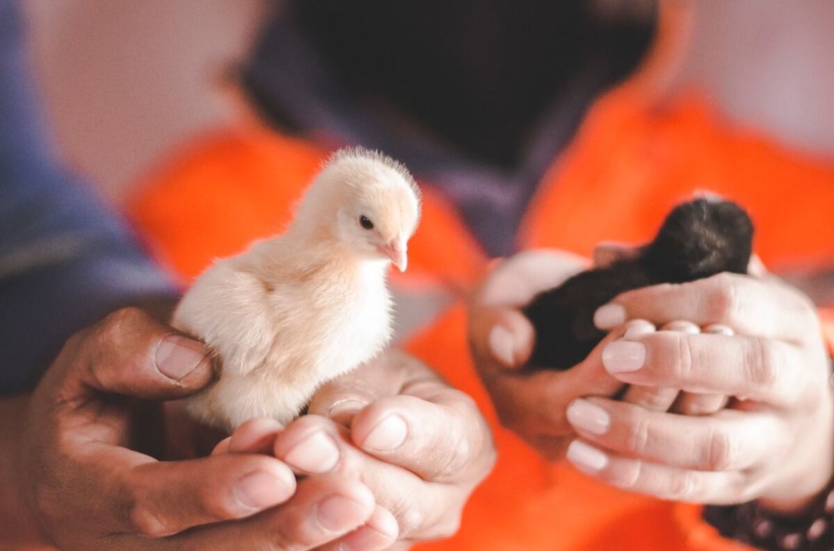 Ushuaia comenzará a producir huevos de alta calidad