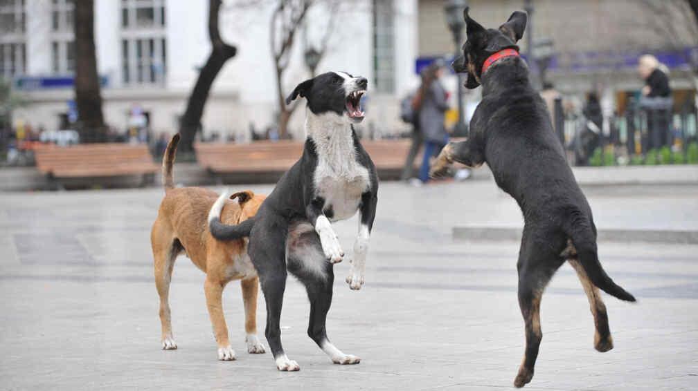 El objetivo es disminuir la cantidad de perros callejeros abandonados (Antonio Carrizo/Archivo). 