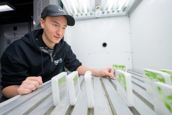 Los estomas de la lechuga permanecían abiertos al estar en contacto con una bacteria.