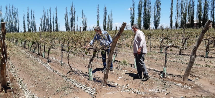 Una viña que que la piedra de la tormenta de ayer dejó sin nada de follaje ni frutos. Gentileza Municipalidad de San Rafael