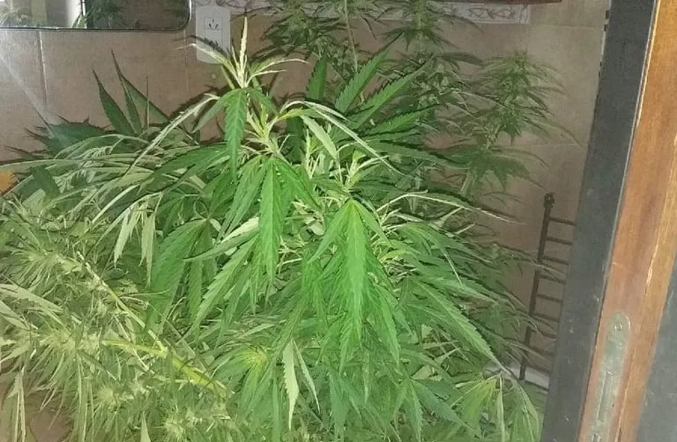 Las plantas de cannabis estaban en una vivienda de Granadero Baigorria. (@minsegsf)