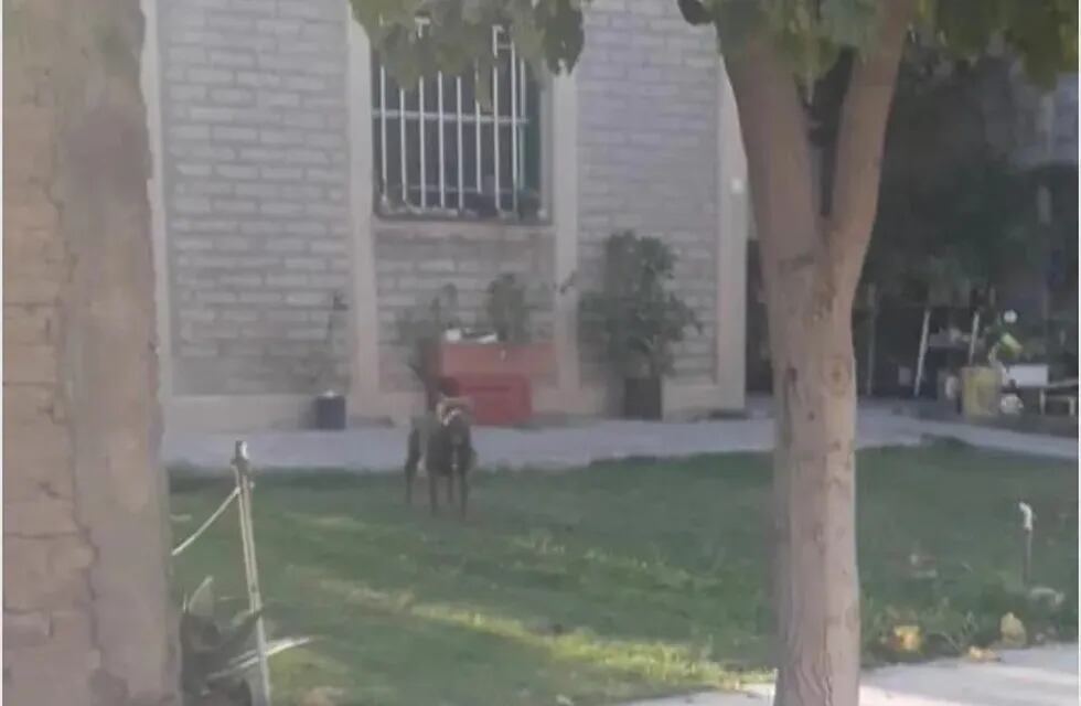 El pitbull continúa encadenado en el jardín del frente de su casa. Diario de Cuyo.