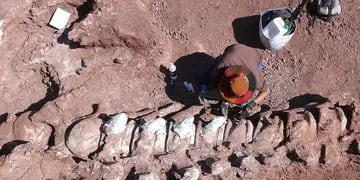 Encontraron restos fósiles de un dinosaurio que podría ser el más grande de la historia