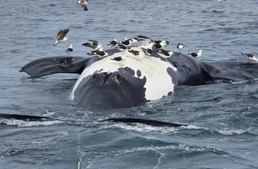 Encontraron media docena de ejemplares de ballenas muertas en Puerto Pirámides.