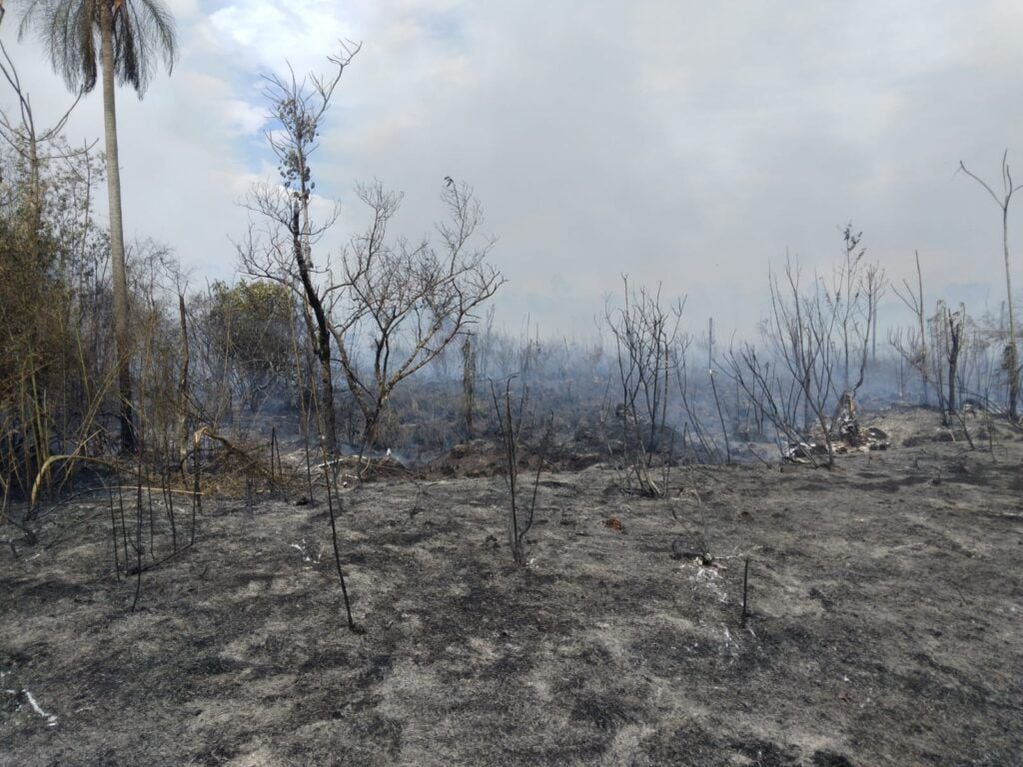 Incendio forestal en Iguazú afectó 10 hectáreas de bosque nativo.