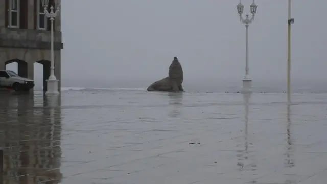 Un martes pasado por agua en Mar del Plata