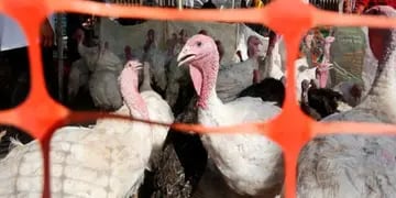 Nuevo caso de gripe aviar en Córdoba, en este caso detectado en pavos de traspatio. (Gobierno de Córdoba)